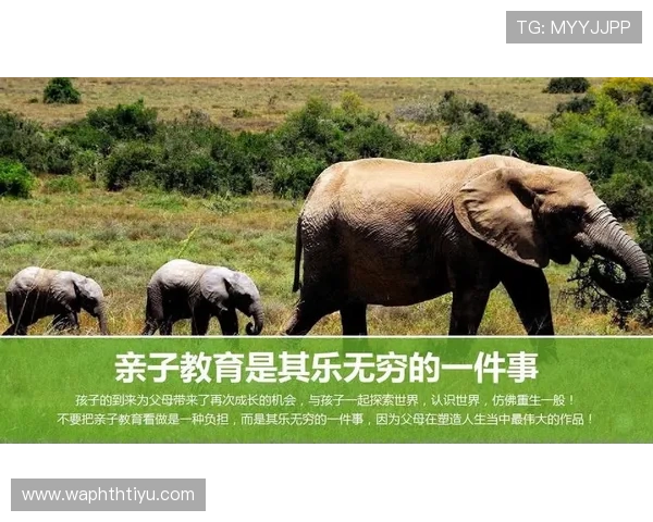 华体会真人游戏：探索平台的安全保障体系，确保每一位玩家的资金与信息安全无忧