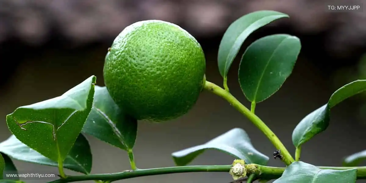 畅玩电子游戏世界:赛事活动轮番登场,边玩边看更带感